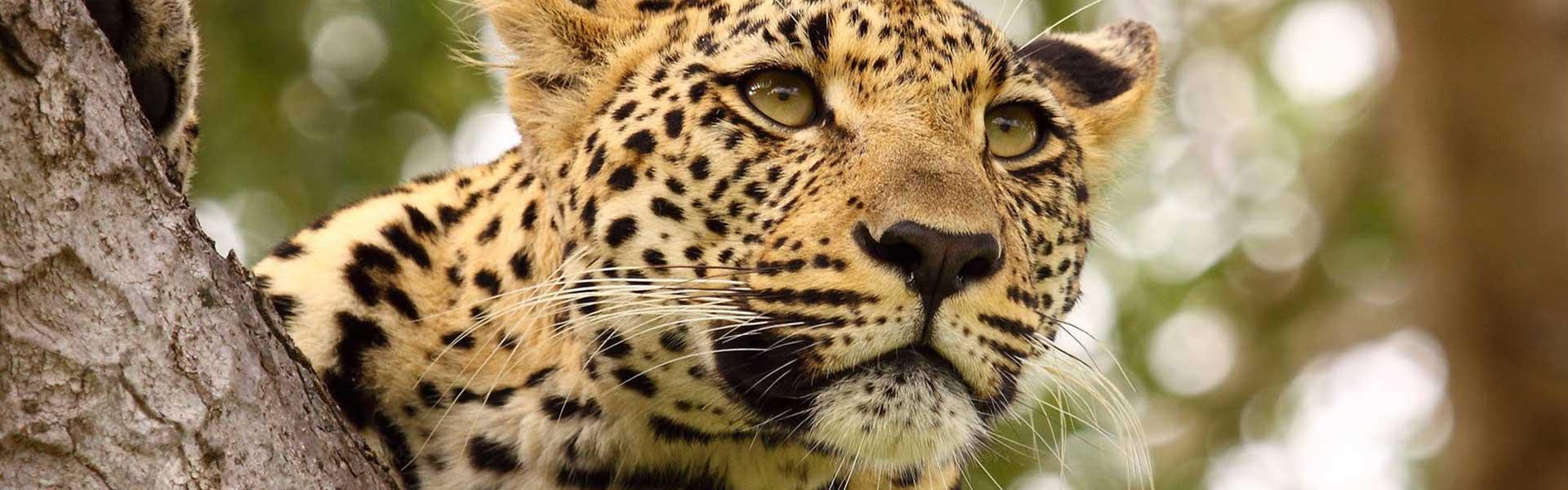 Africa Collection Holiday