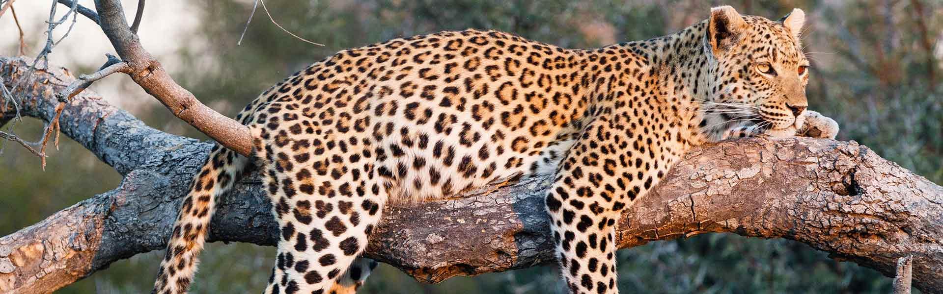 Africa Collection Holiday