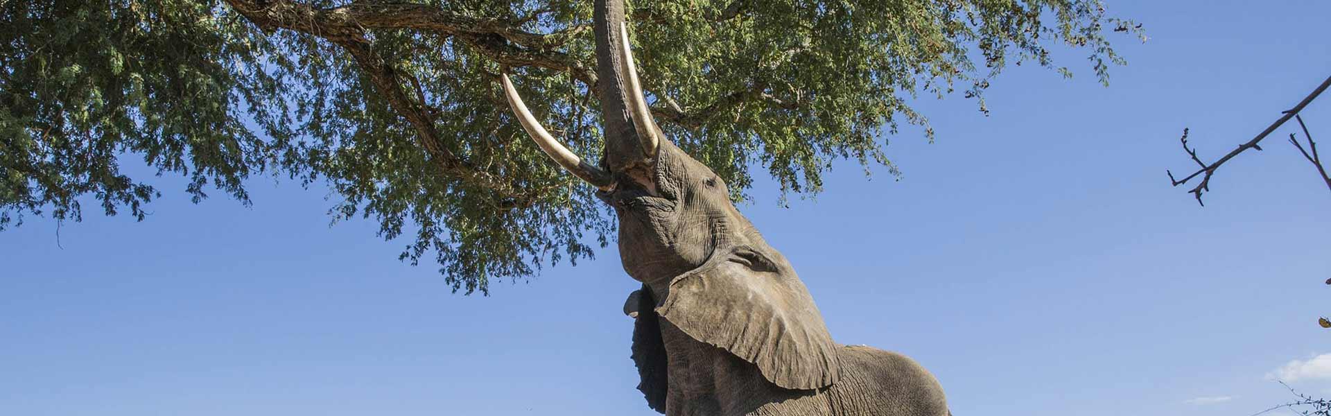 Africa Collection Holiday