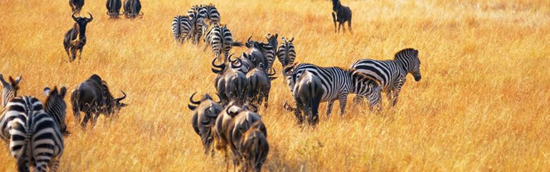 Africa Collection Holiday