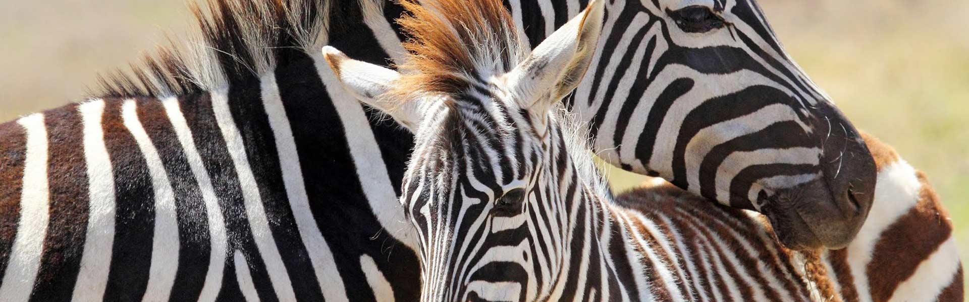 Africa Collection Holiday