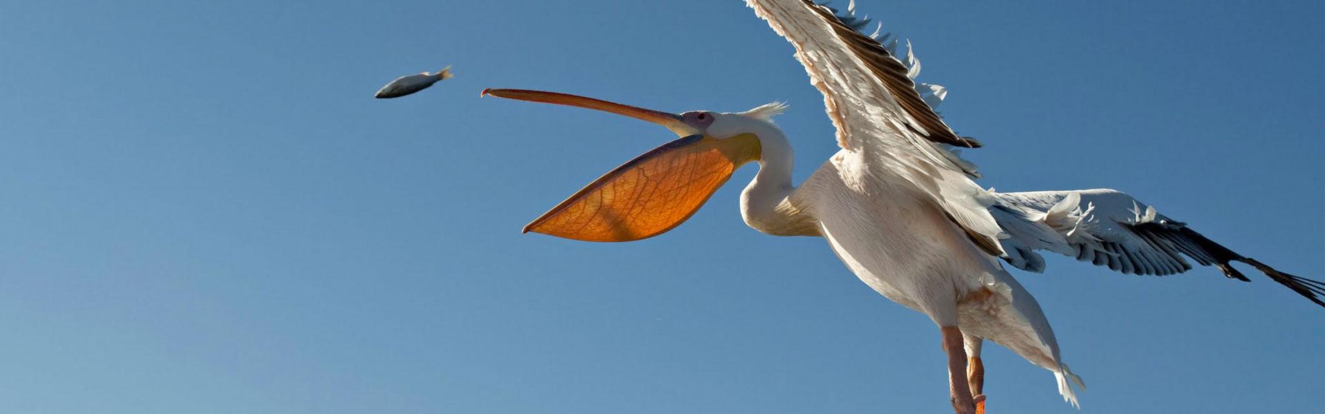 Africa Collection Holiday