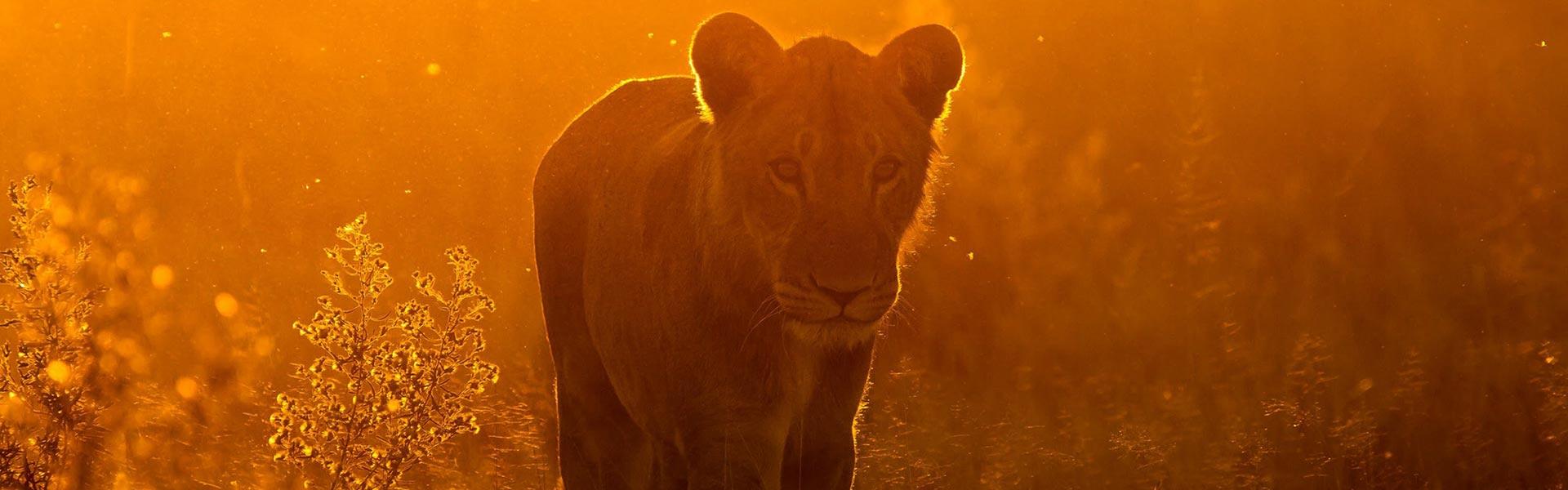 Africa Collection Holiday