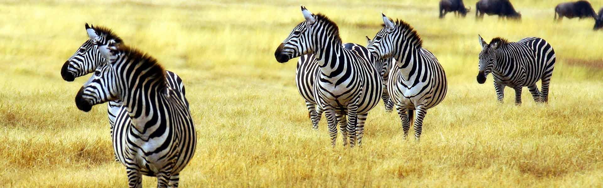 Africa Collection Holiday