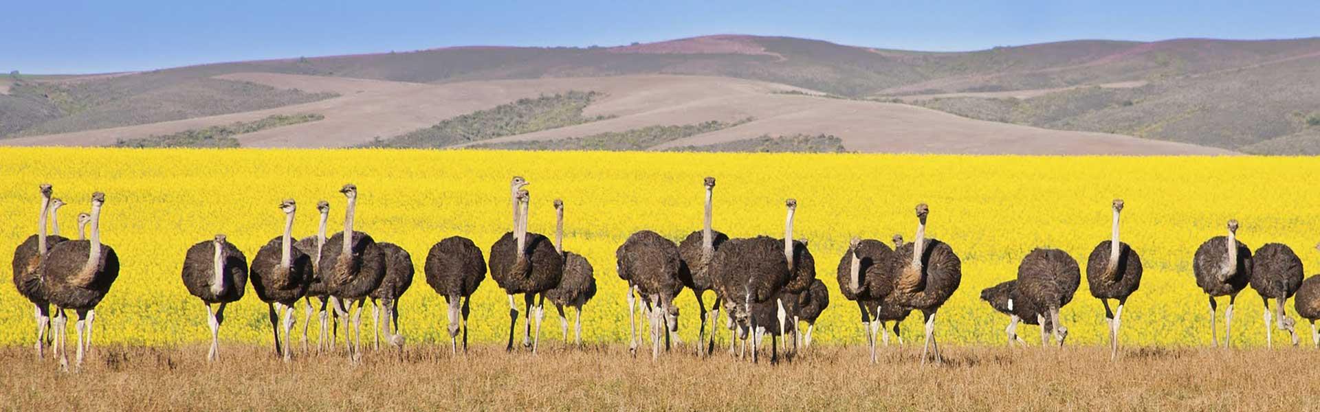 Africa Collection Holiday