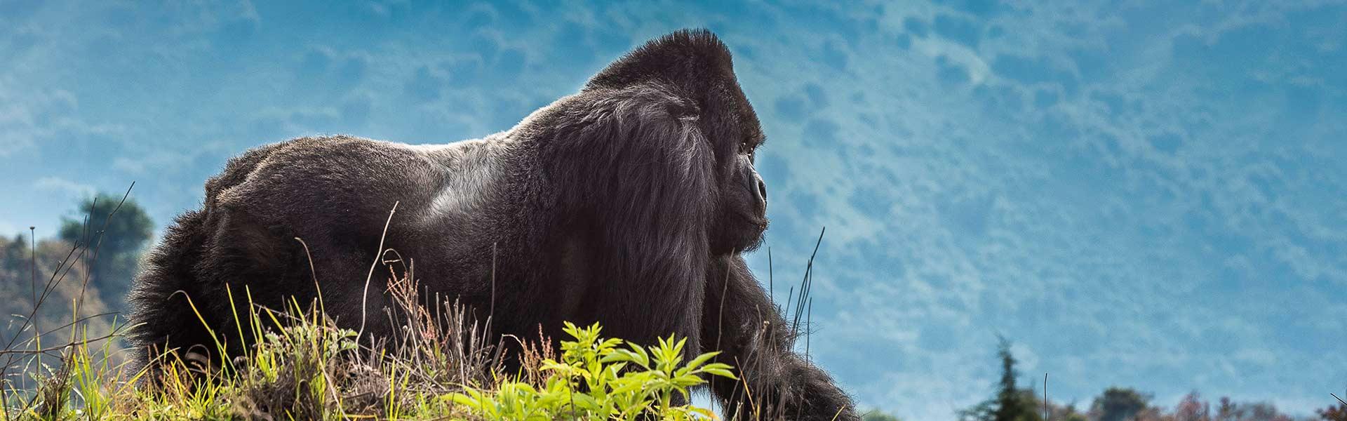 Africa Collection Holiday