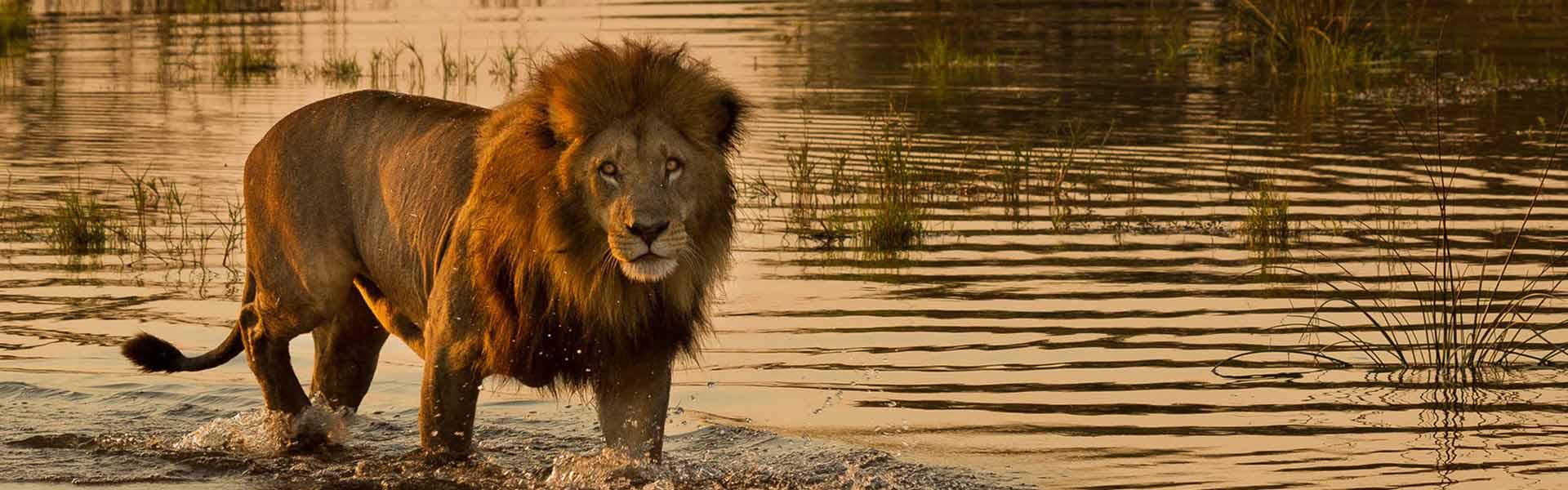 Africa Collection Holiday