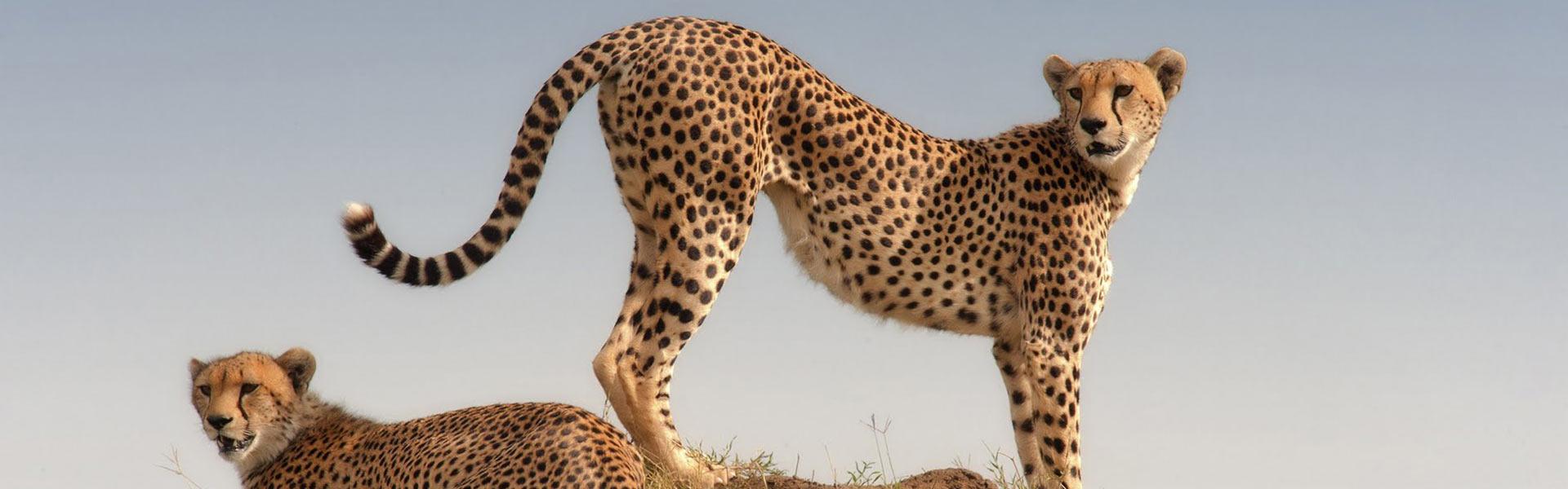 Africa Collection Holiday