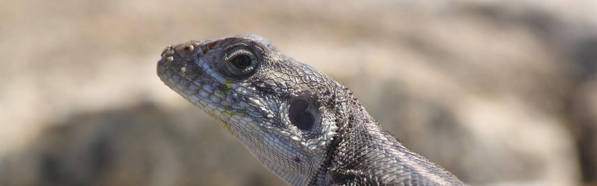 Africa Collection Holiday