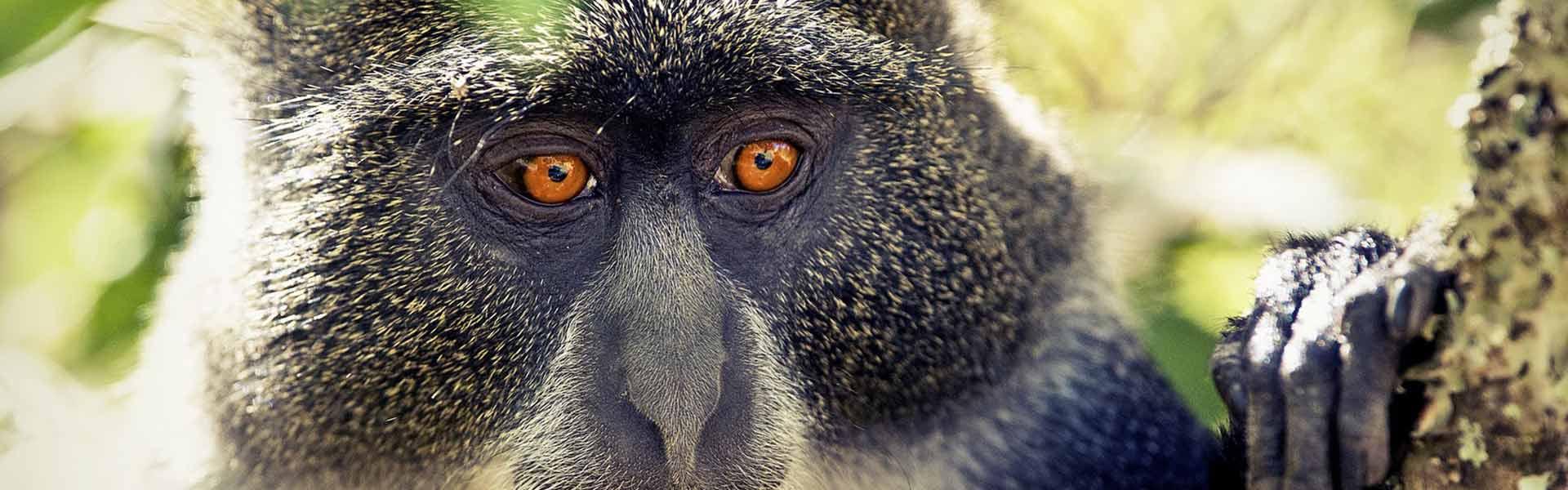 Africa Collection Holiday