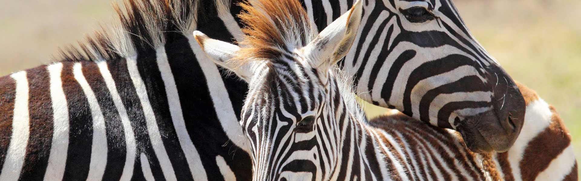 Africa Collection Holiday