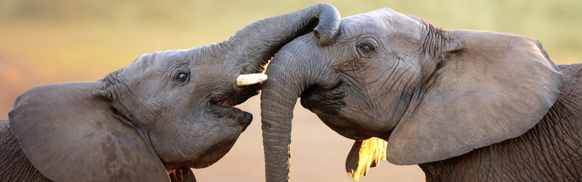 Africa Collection Holiday