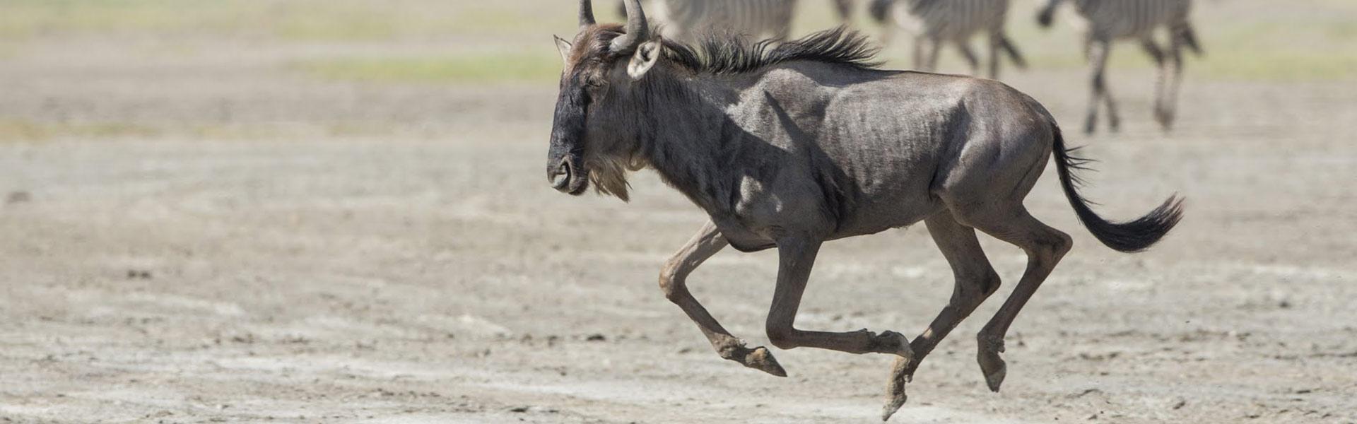 Africa Collection Holiday