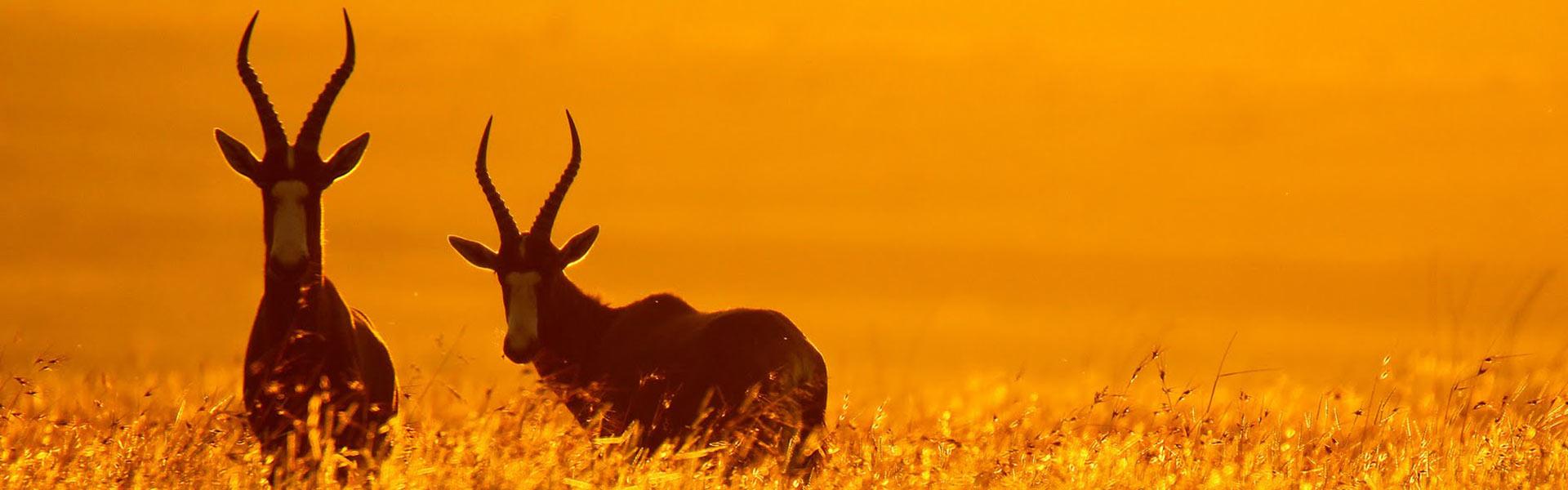 Africa Collection Holiday