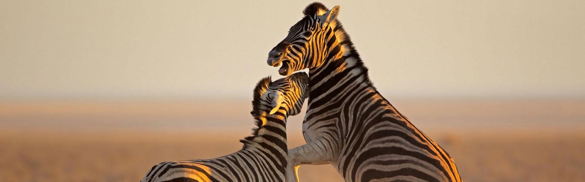 Africa Collection Holiday