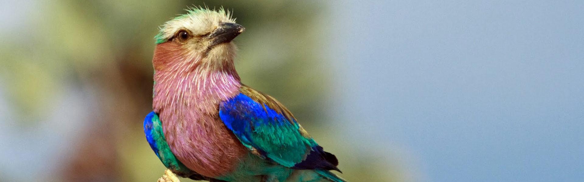 Africa Collection Holiday