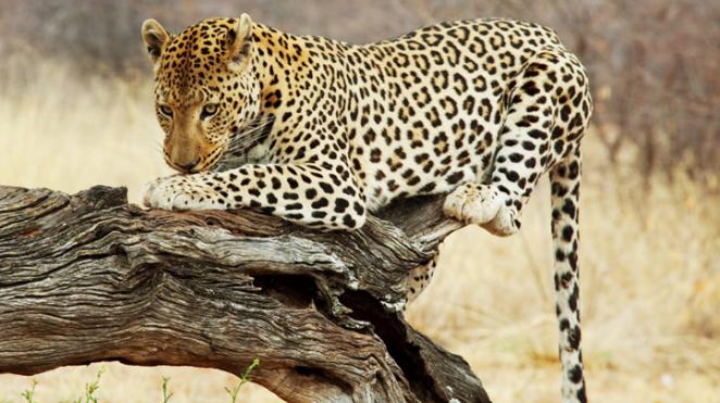 botswana highlights game viewing safari wide