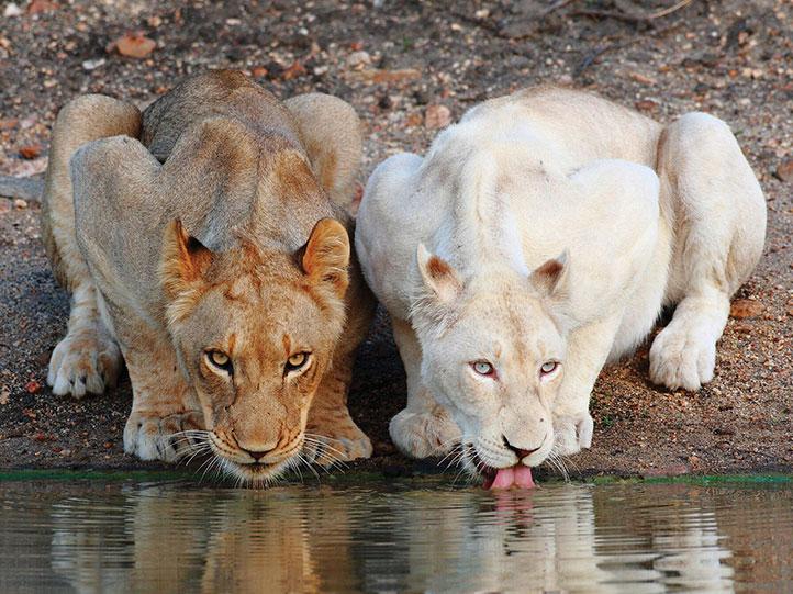 CAPE TOWN & KRUGER PARK SAFARI