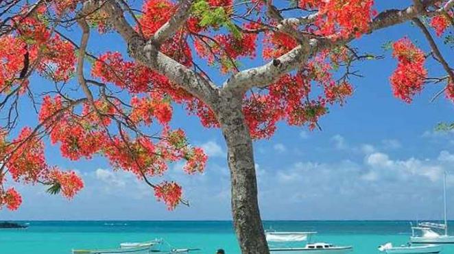 MAURITIUS PURELY BEACH