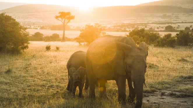 kenya elephants in front of sunset wide