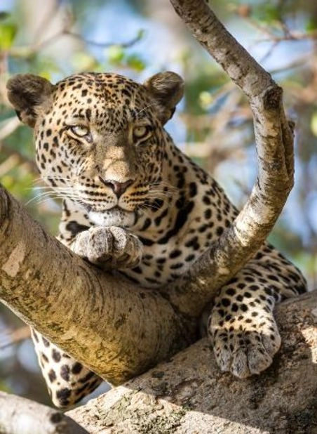 /african and indian ocean holiday images uploaded/kenya and tanzania explorer/itinerary images 2024/kenya and tanzania adventure tour widget.webp