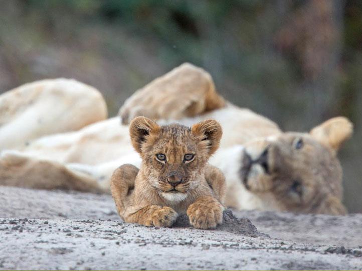 zimbabwe lion cub with lioness relaxing in the surrounds